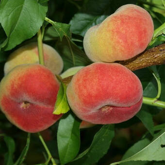 Brzoskwinia karłowa 'prunus persica' Saturn