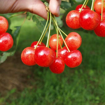 Czereśnia karłowa 'prunus avium' Bladoróżowa