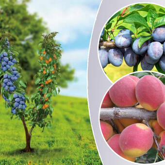 Śliwa - Morela Duo  'Prunus' Wczesna - Krasny Policzek