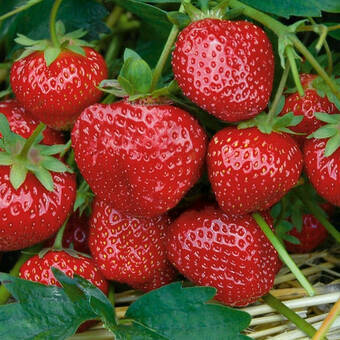 Truskawka  'Fragaria ananasa' Selva P9