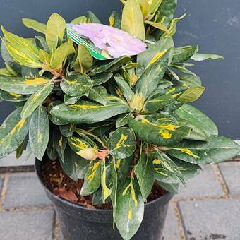 Różanecznik 'Rhododendron' Goldflimmer 