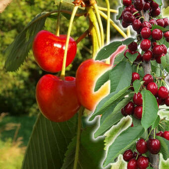 Czereśnia kolumnowa 'Cerasus' Vega Z Donicy