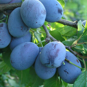 Śliwa karłowa 'Prunus armeniaca' Bluefree Z Donicy