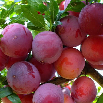 Śliwa karłowa 'Prunus armeniaca' Renkloda Althana Z Donicy