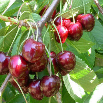 Wiśnia karłowa 'Prunus fruticosa' Diament Z Donicy