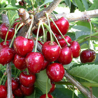 Wiśnia karłowa 'Prunus fruticosa' Debreceni Z Donicy)