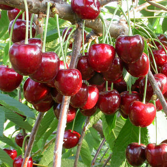 Wiśnia karłowa 'Prunus fruticosa' Granat Z Donicy