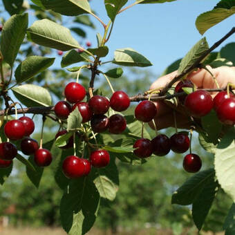 Wiśnia karłowa 'Prunus fruticosa' Groniasta Z Donicy
