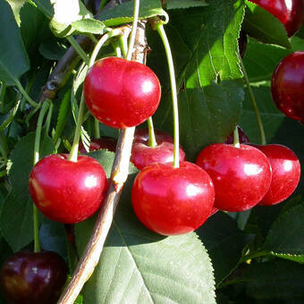 Wiśnia karłowa 'Prunus fruticosa' Kelleris Z Donicy