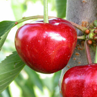 Wiśnia karłowa 'Prunus fruticosa' Lucyna Z Donicy