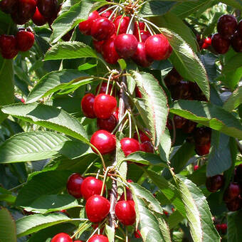 Wiśnia karłowa 'Prunus fruticosa' Łutówka Z Donicy