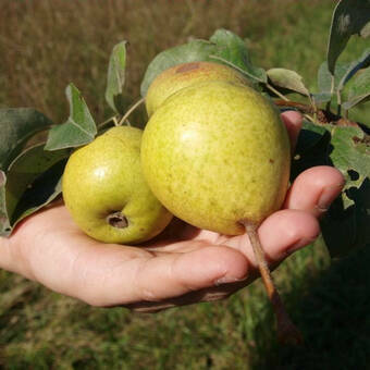 Grusza karłowa 'Pyrus communis' Bergamotka Z Donicy