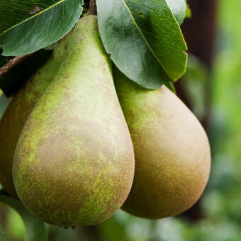 Grusza karłowa 'Pyrus communis' Bonkreta Williamsa Z Donicy