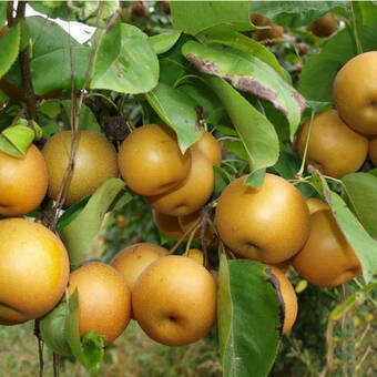 Grusza karłowa 'Pyrus communis' Chojuro Z Donicy