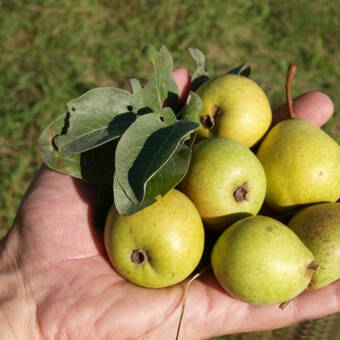 Grusza karłowa 'Pyrus communis' Lipcówka Z Donicy