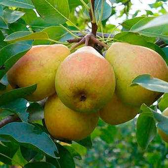 Grusza karłowa 'Pyrus communis' Generał Leclerc Z Donicy