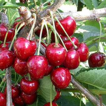 Czereśnia karłowa 'prunus avium' Hedelfińska Z Donicy