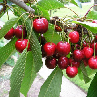 Czereśnia karłowa 'prunus avium' Karina Z Donicy