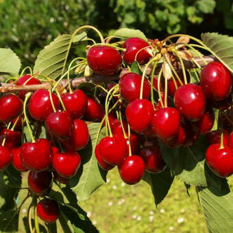 Czereśnia karłowa 'prunus avium' Napoleon Z Donicy