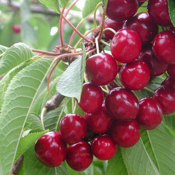 Czereśnia karłowa 'prunus avium' Sam Z Donicy