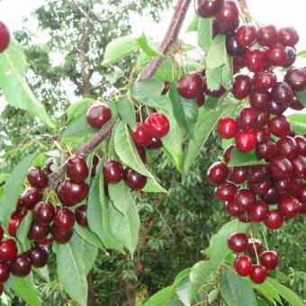 Czereśnia karłowa 'prunus avium' Summit Z Donicy