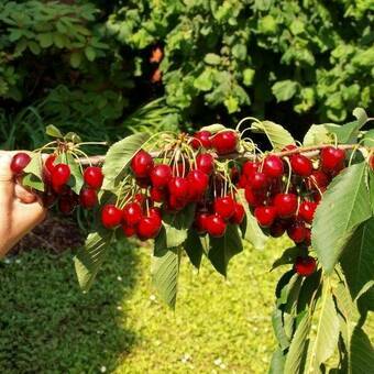 Czereśnia karłowa 'prunus avium' Schneidera Z Donicy