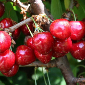 Czereśnia karłowa 'prunus avium' Van Z Donicy