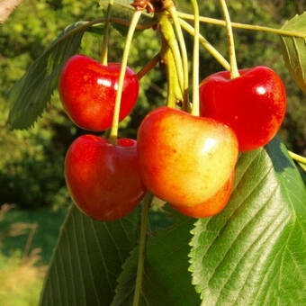 Czereśnia karłowa 'prunus avium' Vega Z Donicy