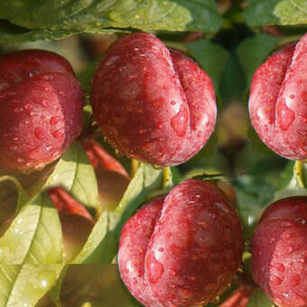 Brzoskwinia karłowa 'prunus persica' Harrow Beauty  Z Donicy