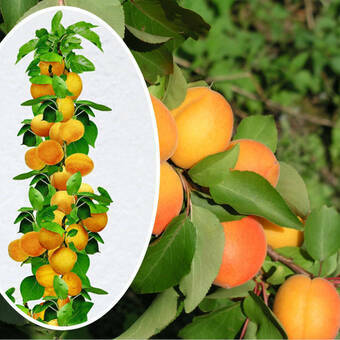 Morela kolumnowa 'Prunus armeniaca' Krojczynka Z Donicy
