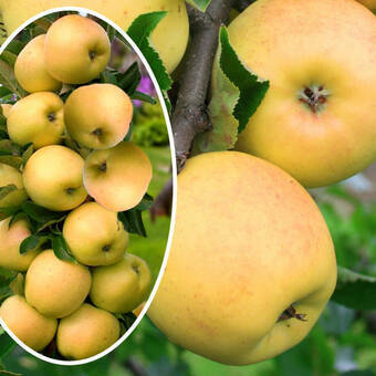 Jabłoń kolumnowa 'Malus' Ananas Z Donicy