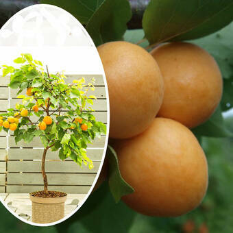 Morela kolumnowa 'Prunus armeniaca' Early Orange  Z Donicy
