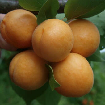 Morela karłowa 'Prunus armeniaca' Early Orange Z Donicy