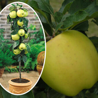 Jabłoń kolumnowa 'Malus' Golden Delicious Z Donicy
