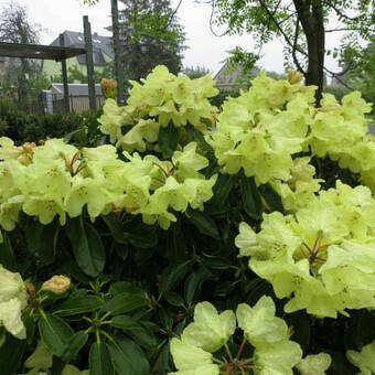 Różanecznik 'Rhododendron' Goldkrone  Donica 1,5L