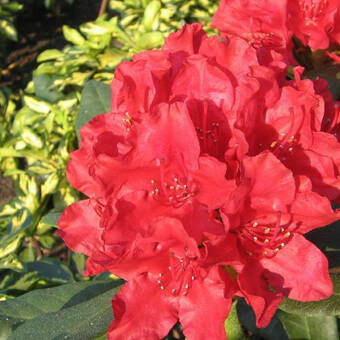 Różanecznik 'Rhododendron' Karl Neue  Donica 1,5L