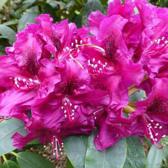 Różanecznik 'Rhododendron' Olin O. Dobss  Donica 1,5L