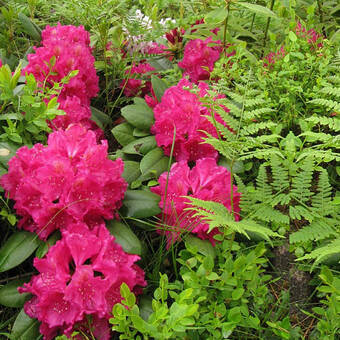 Różanecznik 'Rhododendron' Pearce's American Beauty  Donica 1,5L