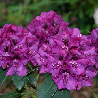 Różanecznik 'Rhododendron' Fioletowy  Donica 1,5L
