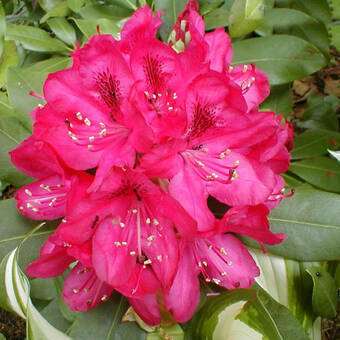 Różanecznik 'Rhododendron' Krwisty  Donica 1,5L