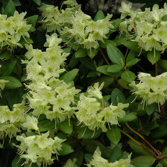 Różanecznik 'Rhododendron' Princess Anne  Donica 1,5L