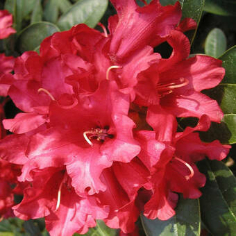 Różanecznik 'Rhododendron' Bengal  Donica 1,5L