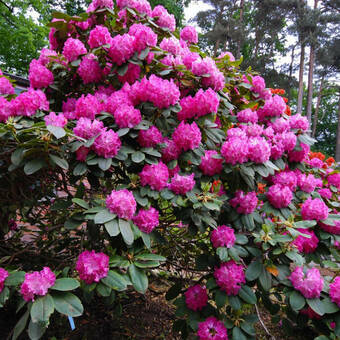 Różanecznik 'Rhododendron' Germania  Donica 1,5L