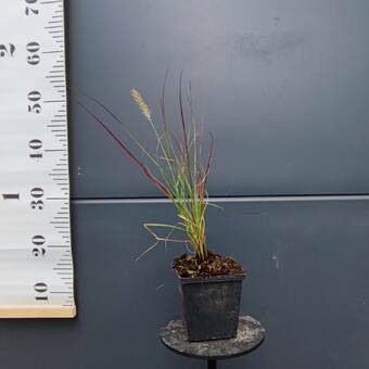 Rozplenica 'Pennisetum Alopecuroides' Burgundy Banny P9 