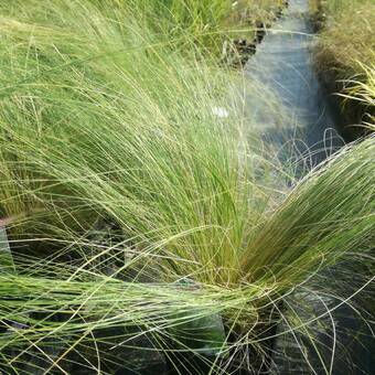 Ostnica Mocna Stipa Tenuifolia  P9