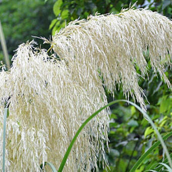 Trawa Pampasowa 'Cortederia' Selloana P9