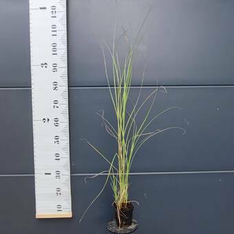 Miskant Chiński 'Miscanthus' Graziella P9