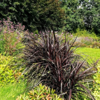 Rozplenica słoniowa 'Vertigo'