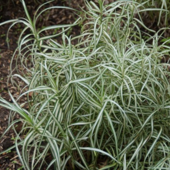 Turzyca palmowa 'Ice Fountains'