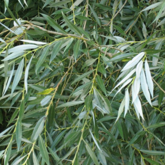 Wierzba bambusowa na pniu  